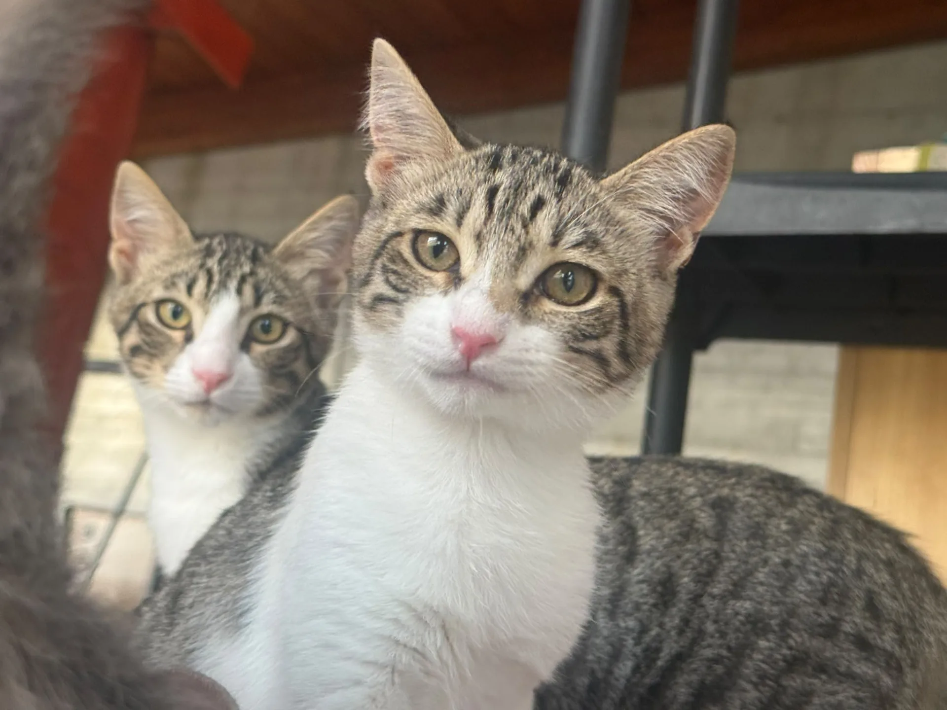Stella, gatto Europeo in adozione a Salerno - foto 5