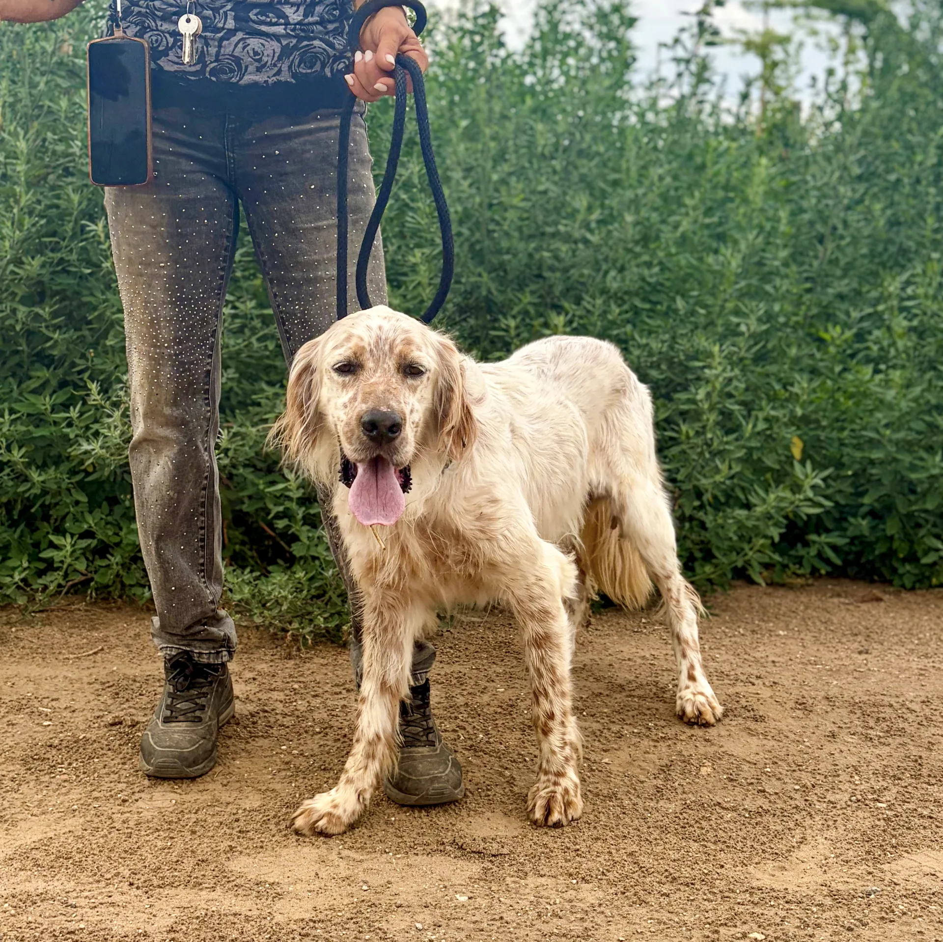Lord, cane Setter in adozione a Roma - foto 4
