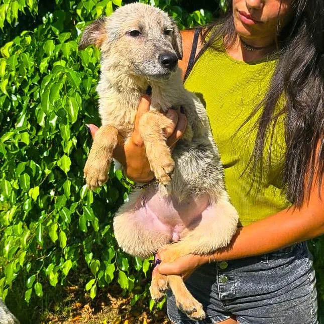 Livia, cane Meticcio in adozione a Crotone - foto 2