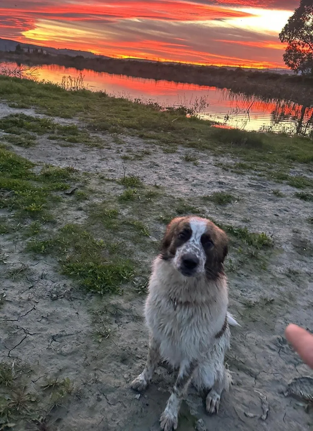 Atene, cane Meticcio in adozione a Crotone