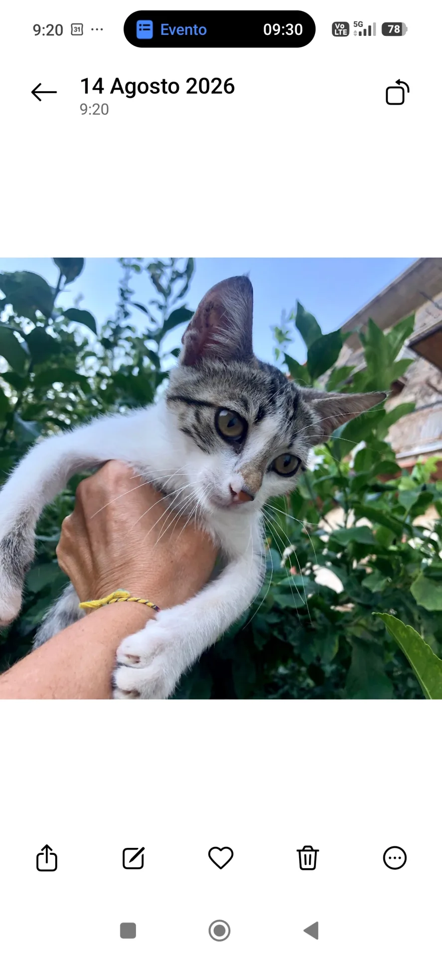 Foto 2 di Minu', gatto Europeo in adozione