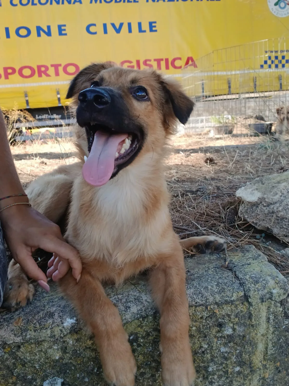 Bergamotto, cane Meticcio in adozione a Crotone - foto 3