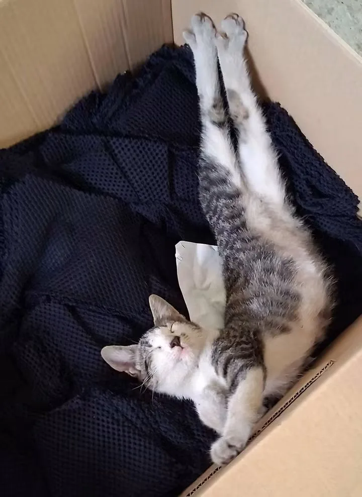 Kora, gatto in adozione a Alessandria - foto 1