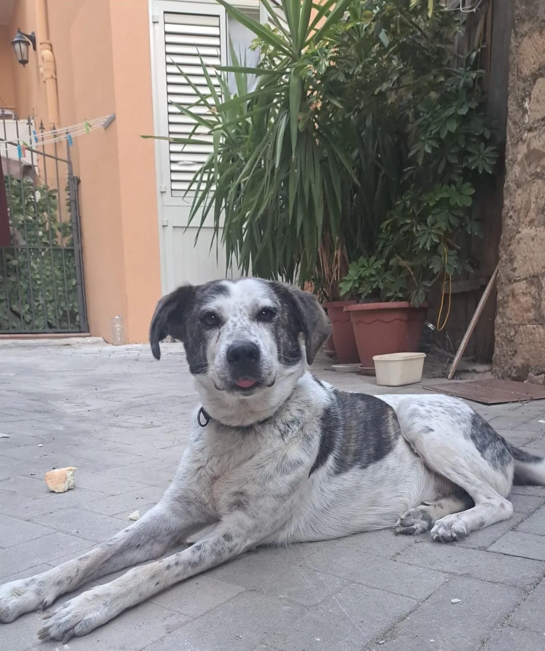 NELLO, cane Meticcio in adozione a Agrigento - foto 3