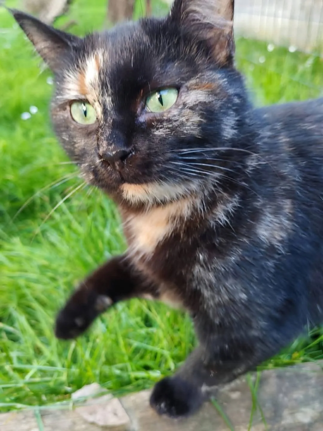 Cassandra e Sibilla, gatto europeo in adozione a Milano - foto 2