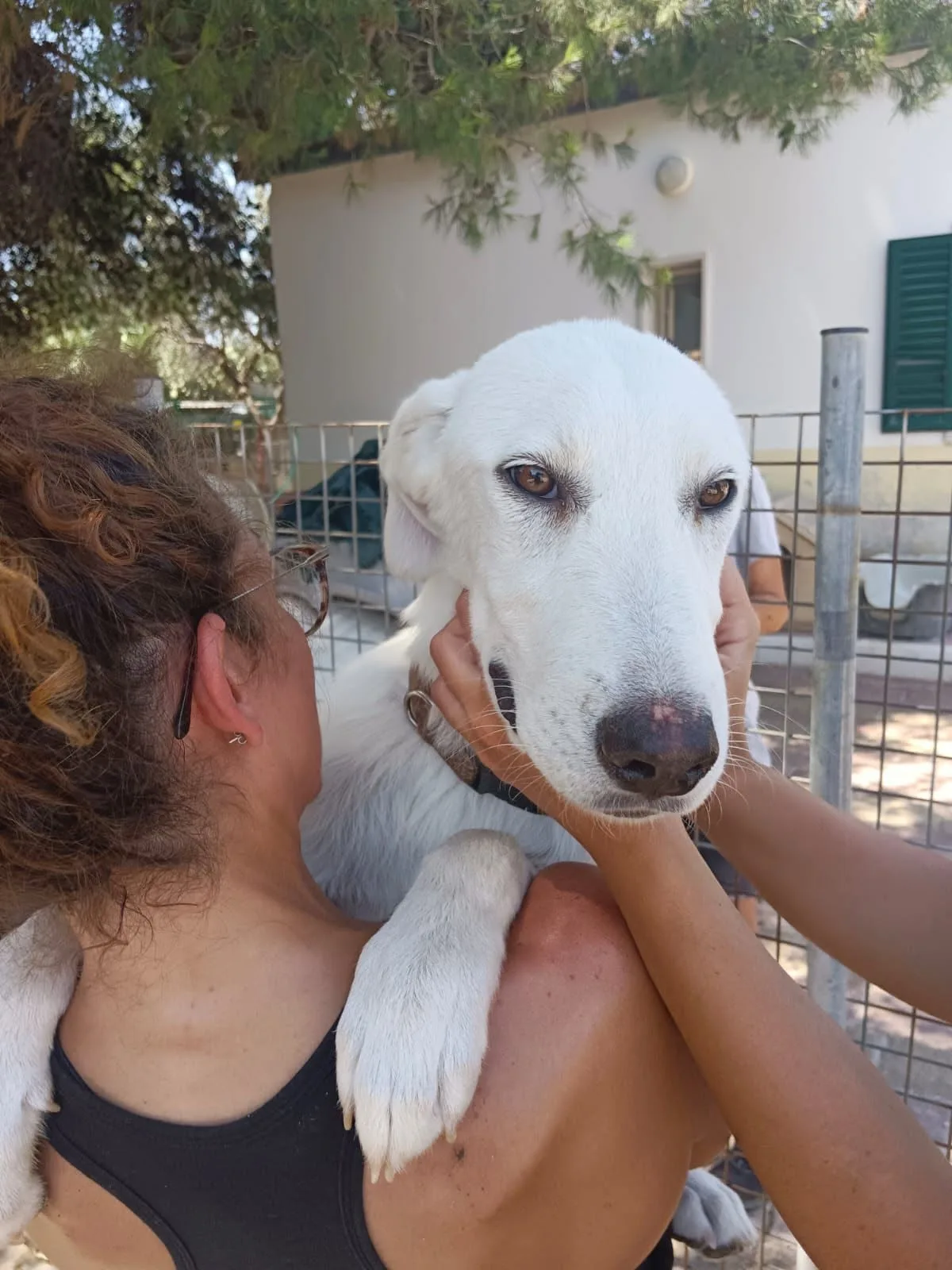 Blanco, cane Simil labrador in adozione a Bari - foto 3