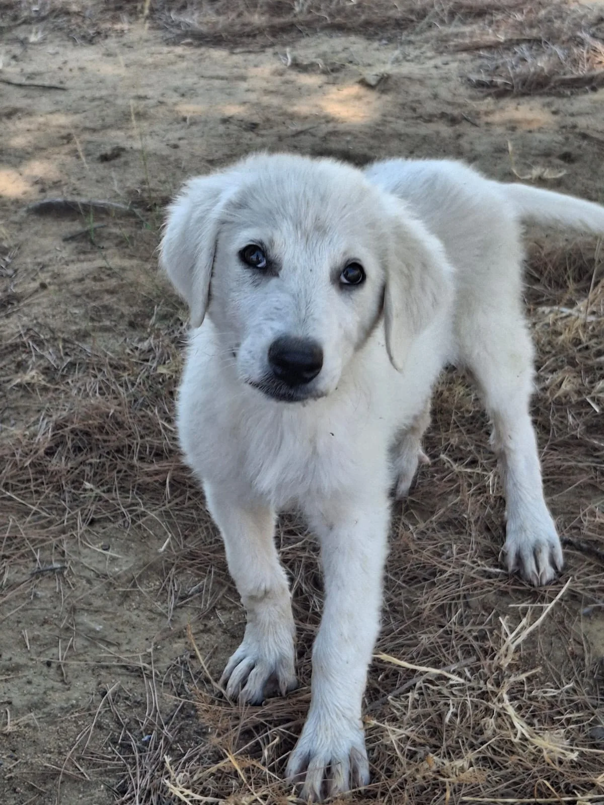 Provola, cane Mix Maremmano in adozione a Crotone - foto 5