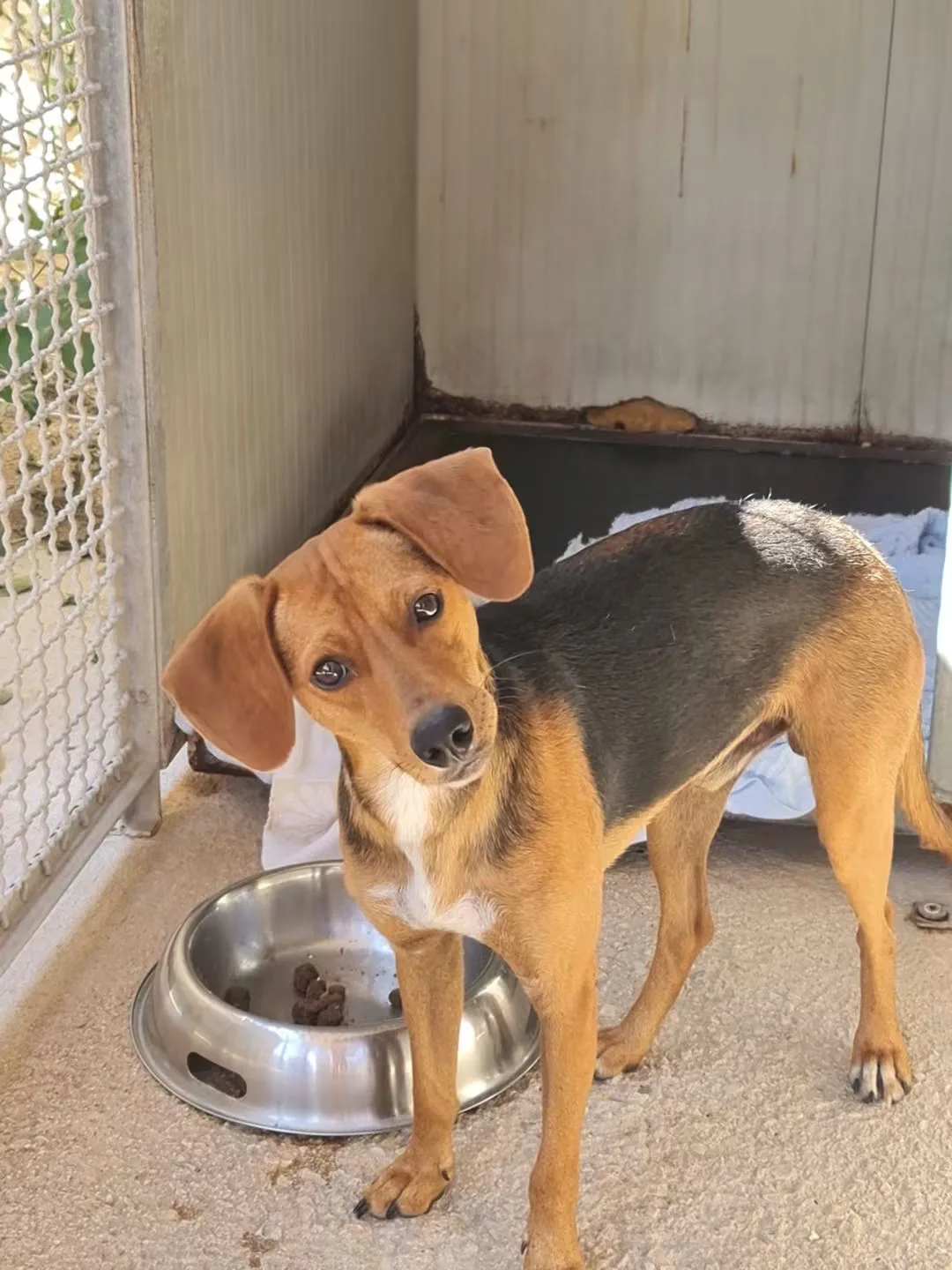 Pepo, cane in adozione a Trapani - foto 3