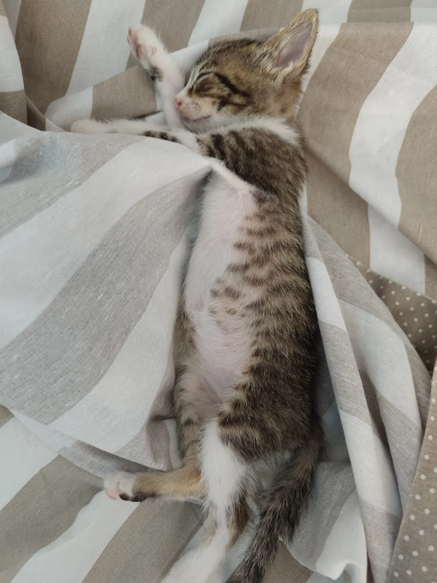 Monty, gatto Europea in adozione a Vibo Valentia - foto 4