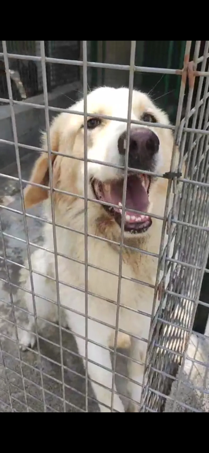 Corrado, cane Mix maremmano in adozione a Catanzaro - foto 3
