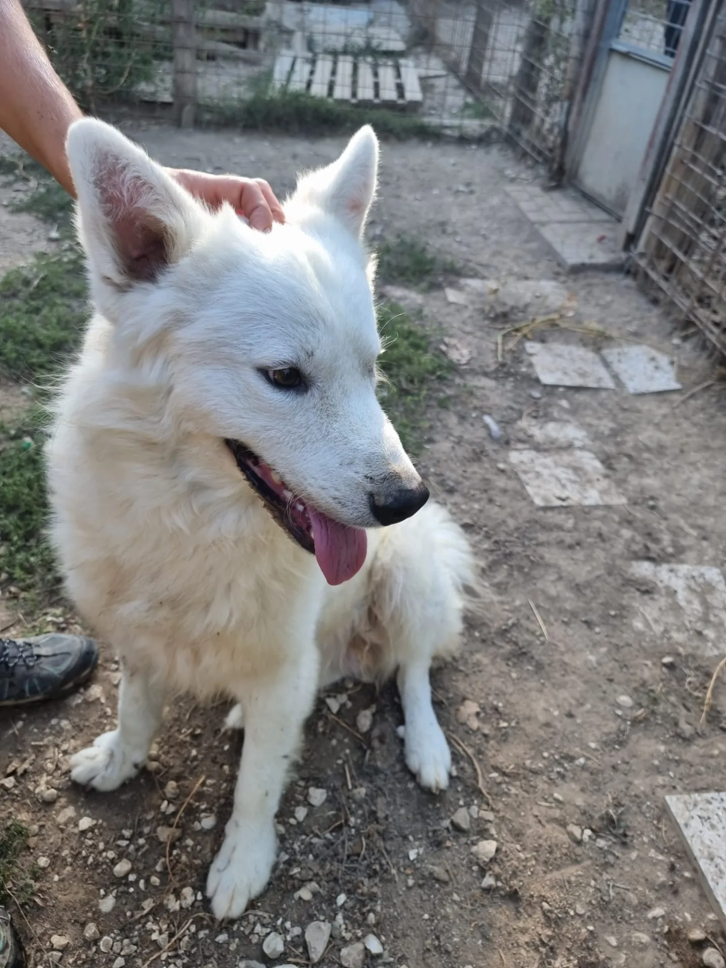 Marcello, cane meticcio in adozione a Viterbo - foto 1