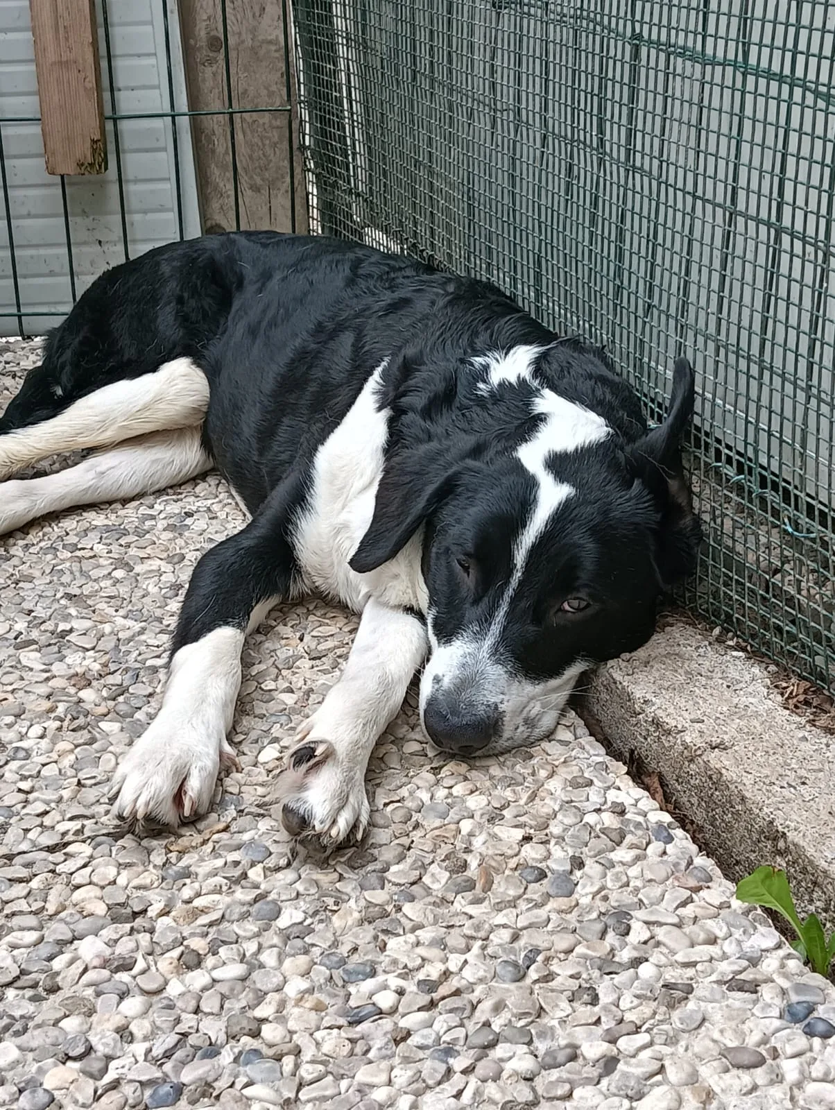 Paco, cane Meticcio molossino in adozione a Lecco - foto 4