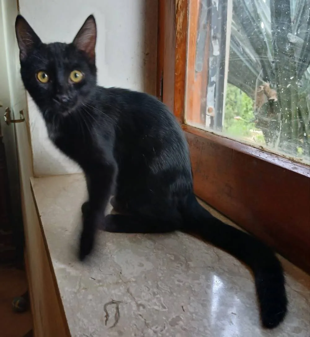Puma, gatto in adozione a Latina - foto 3