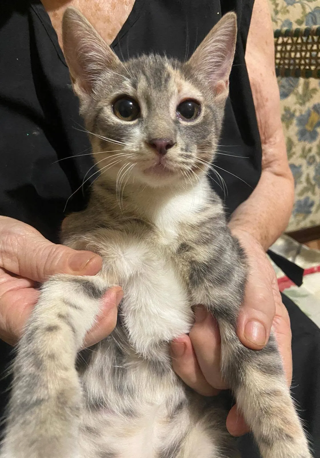 Lea, gatto in adozione a Latina - foto 2