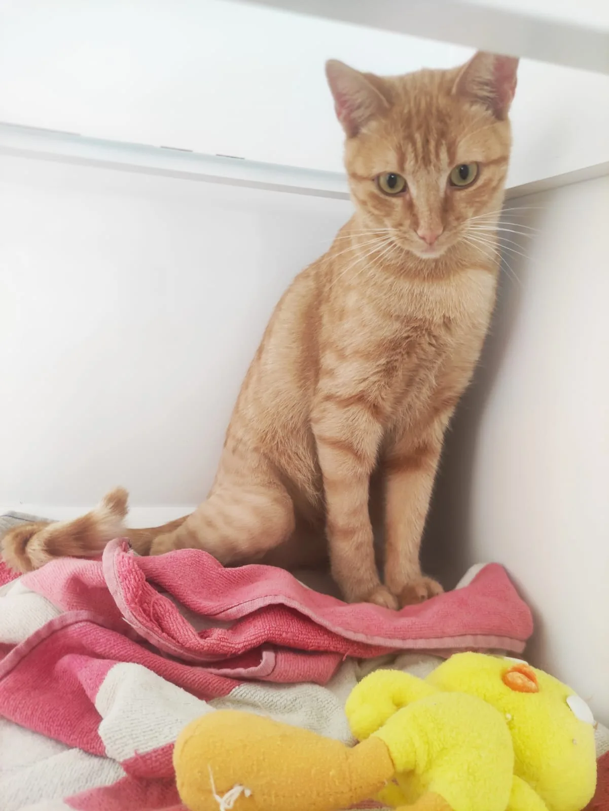 Agosto, gatto EUROPEO in adozione a Bari - foto 3