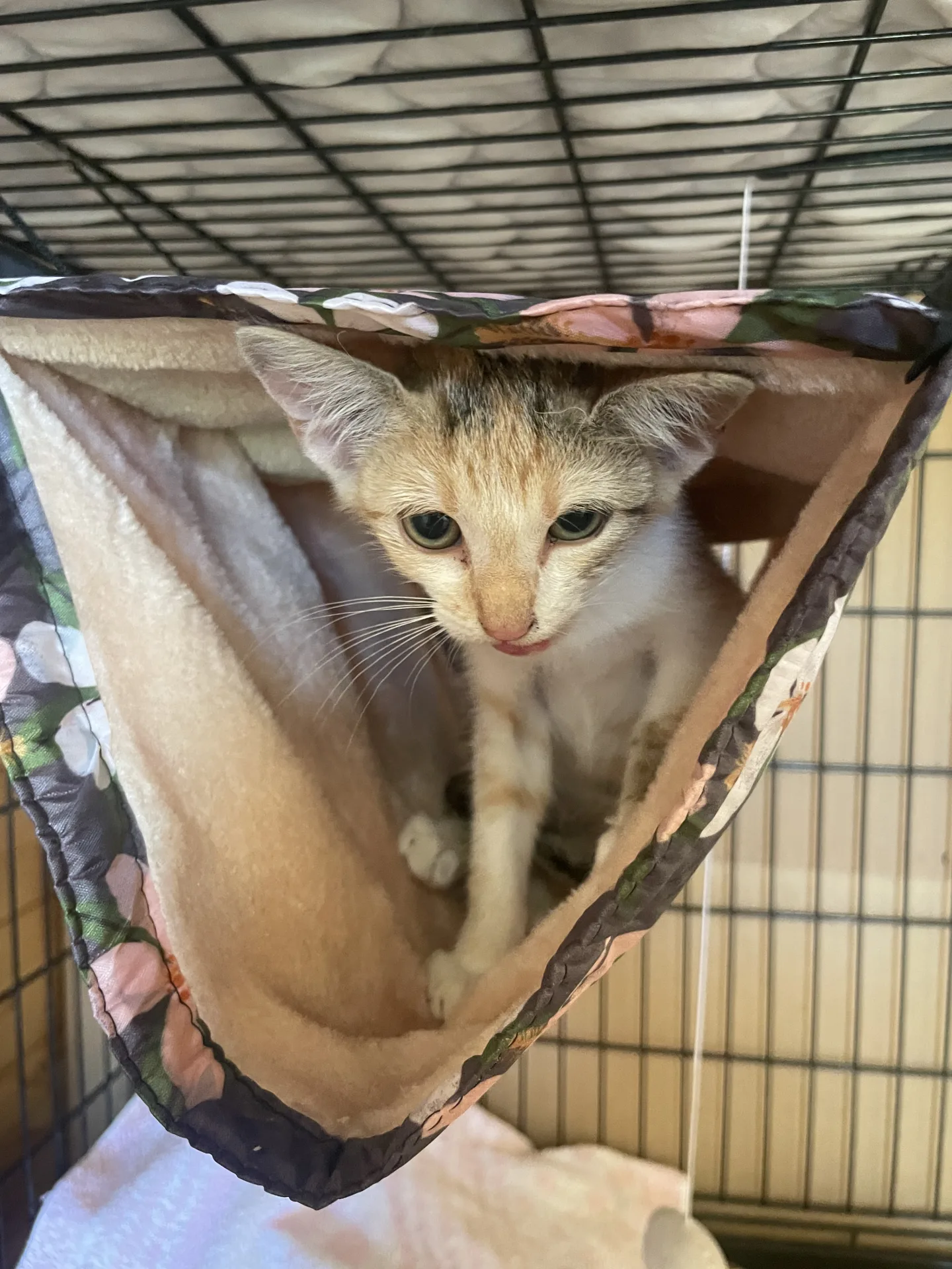 Foto 2 di Astra, gatto Meticcio in adozione