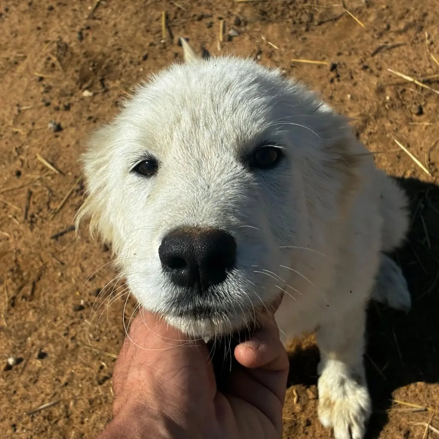 Mirtilla, cane in adozione a Latina - foto 4