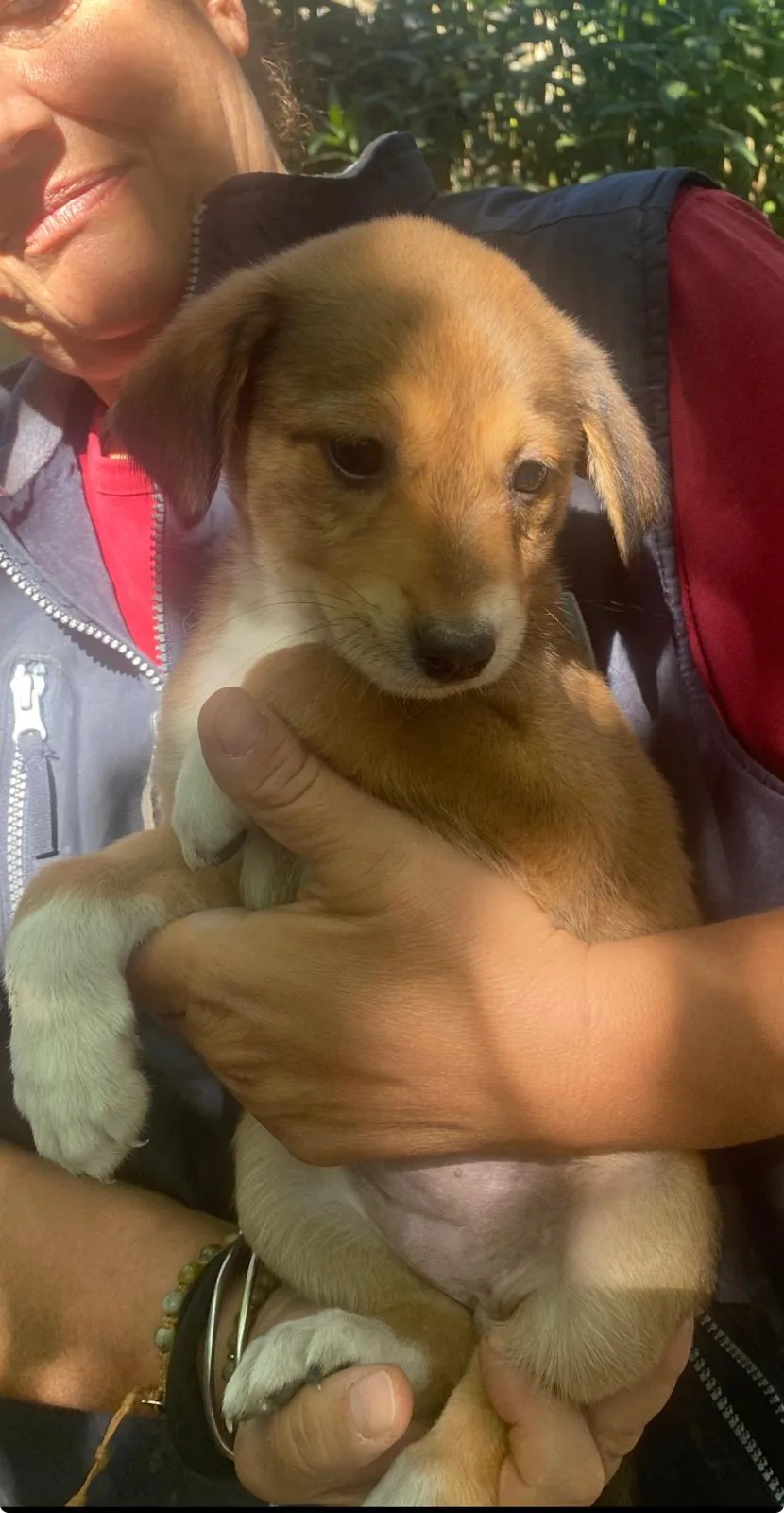 Mia, cane Meticcio in adozione a Crotone - foto 3