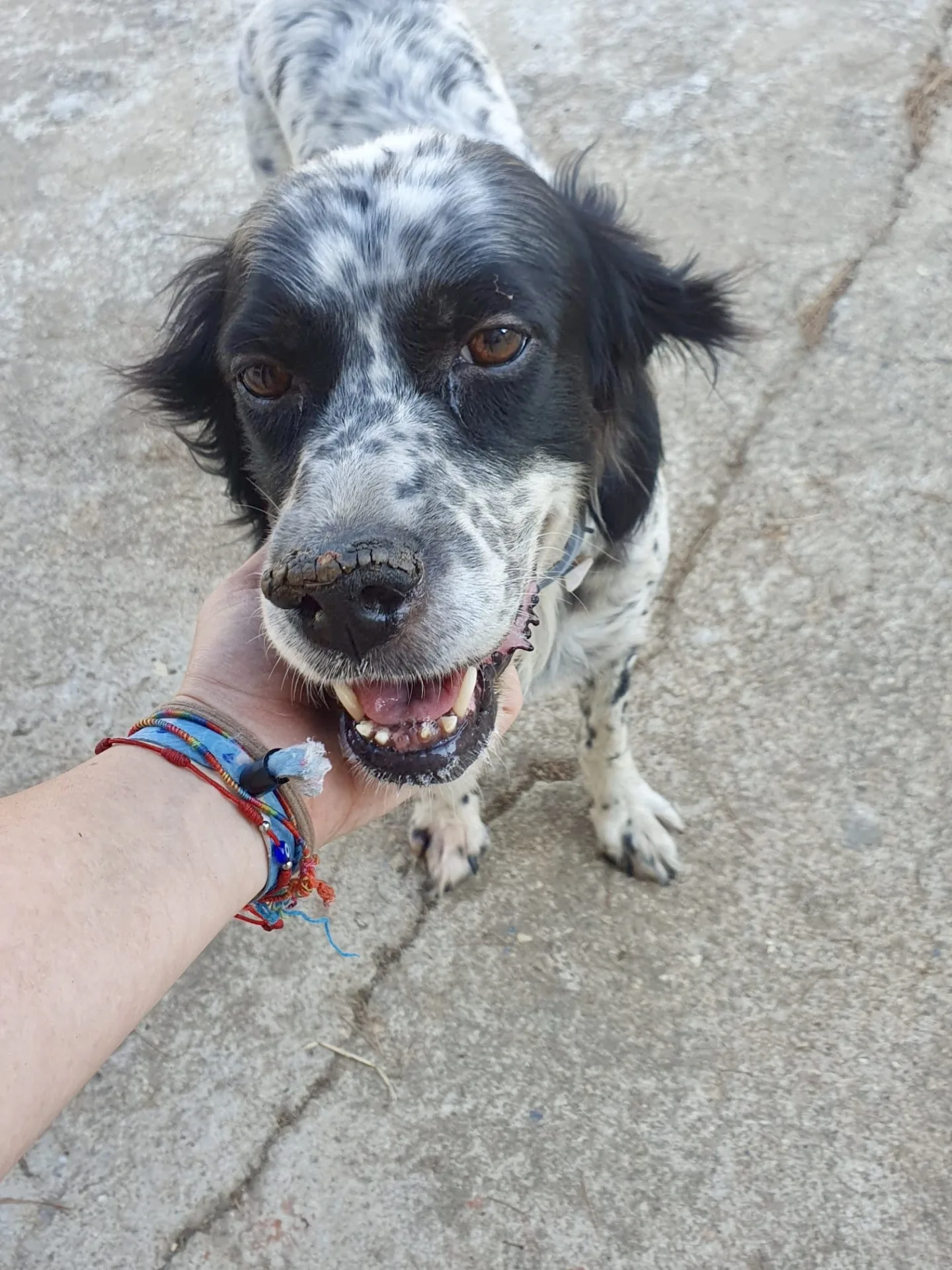 Thea, cane Incrocio Setter in adozione a Crotone - foto 1