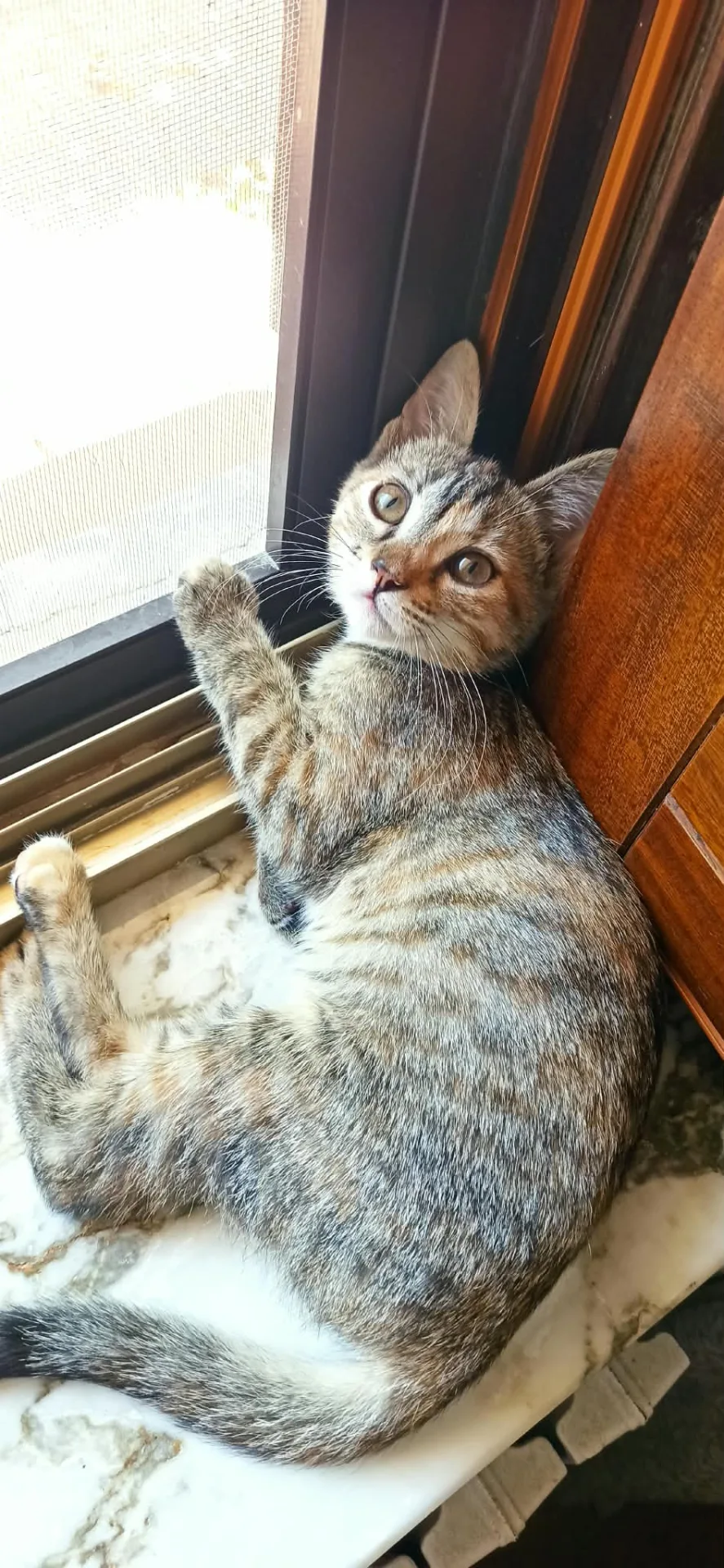 Coco, gatto Europeo in adozione a Crotone - foto 1
