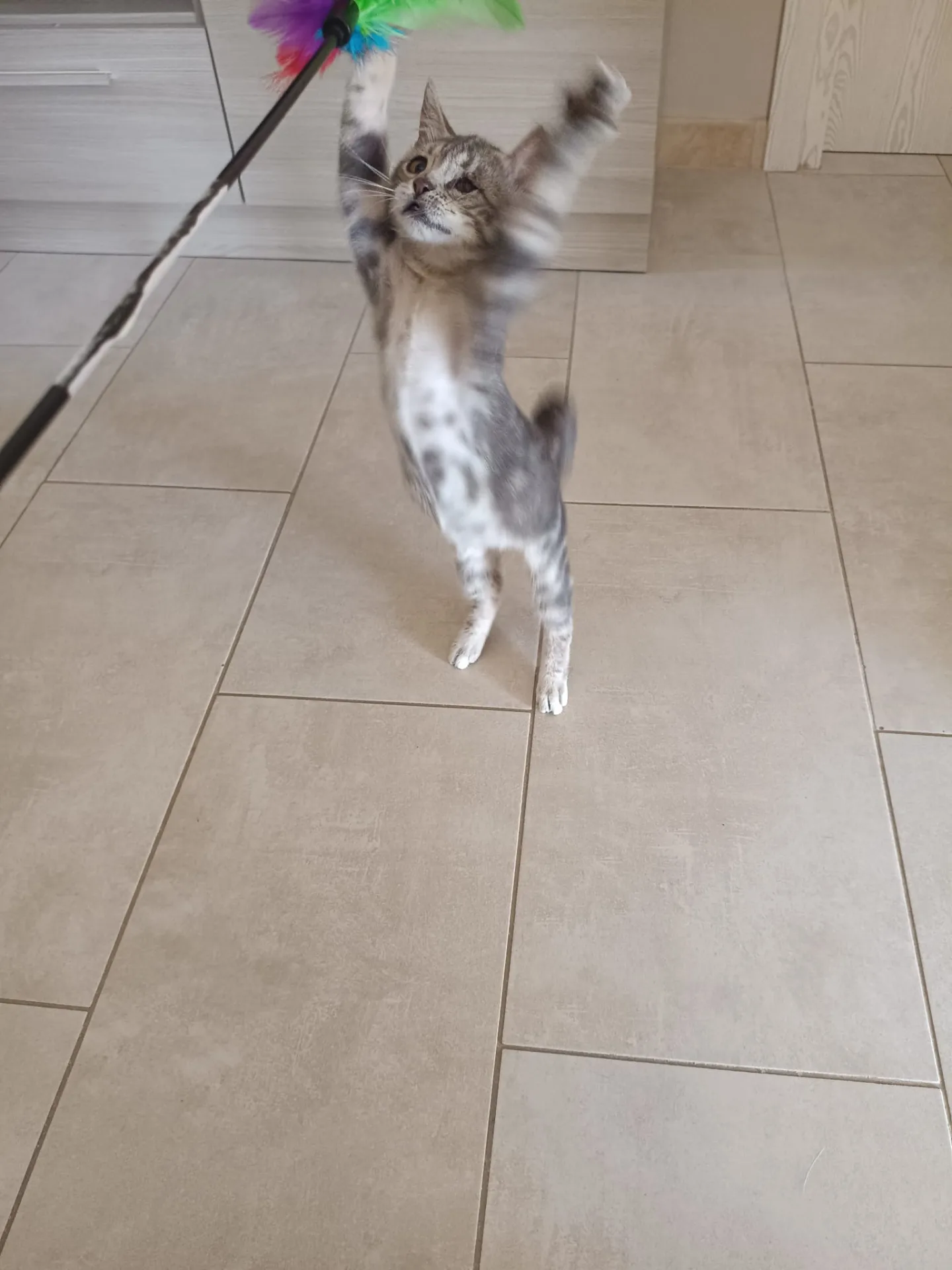 Dario, gatto Metticio in adozione a Crotone - foto 4