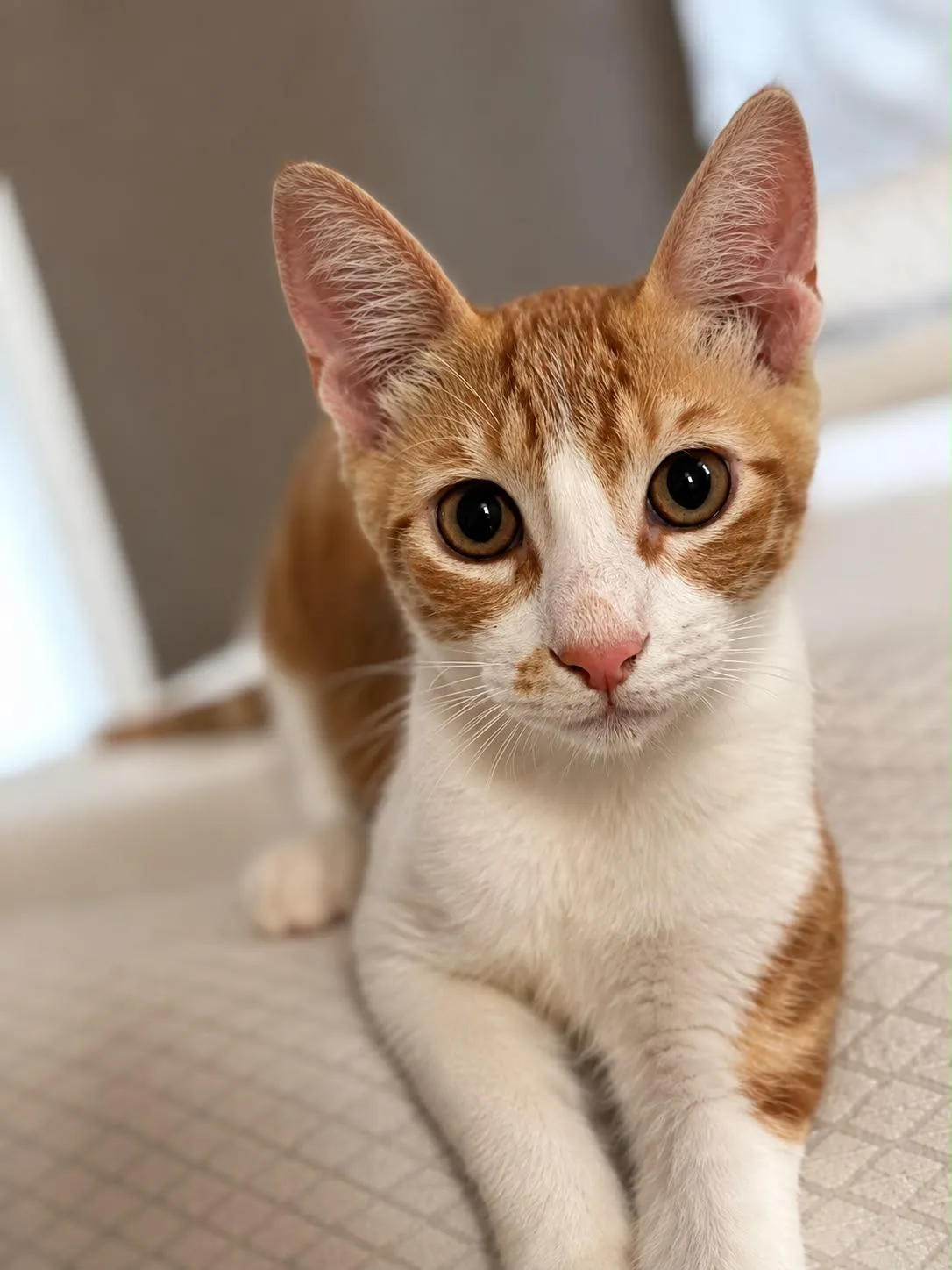 Leo, gatto in adozione a Trapani - foto 2