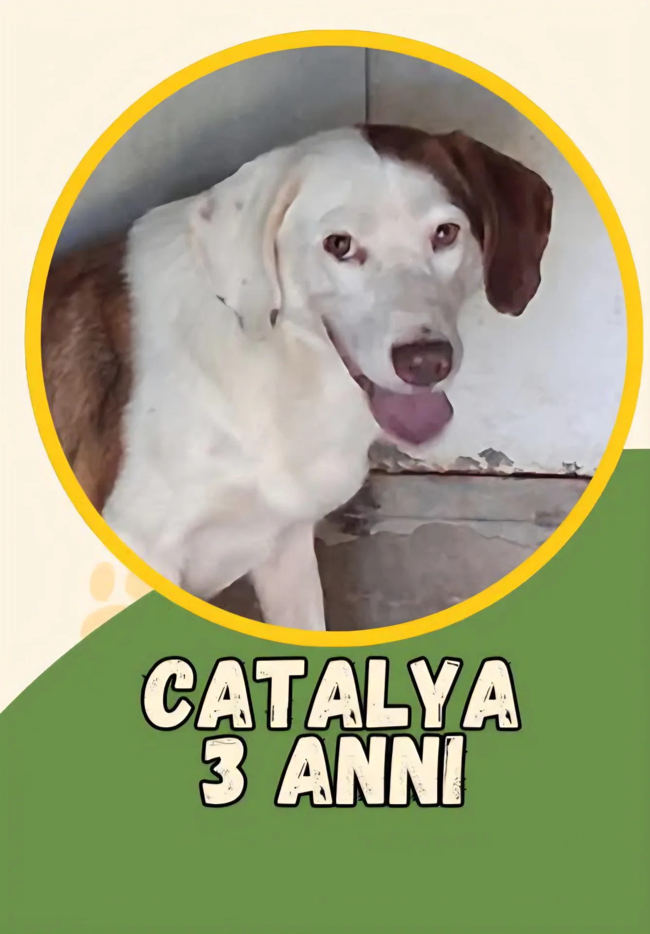 Catalya, cane Meticcio in adozione a Vibo Valentia