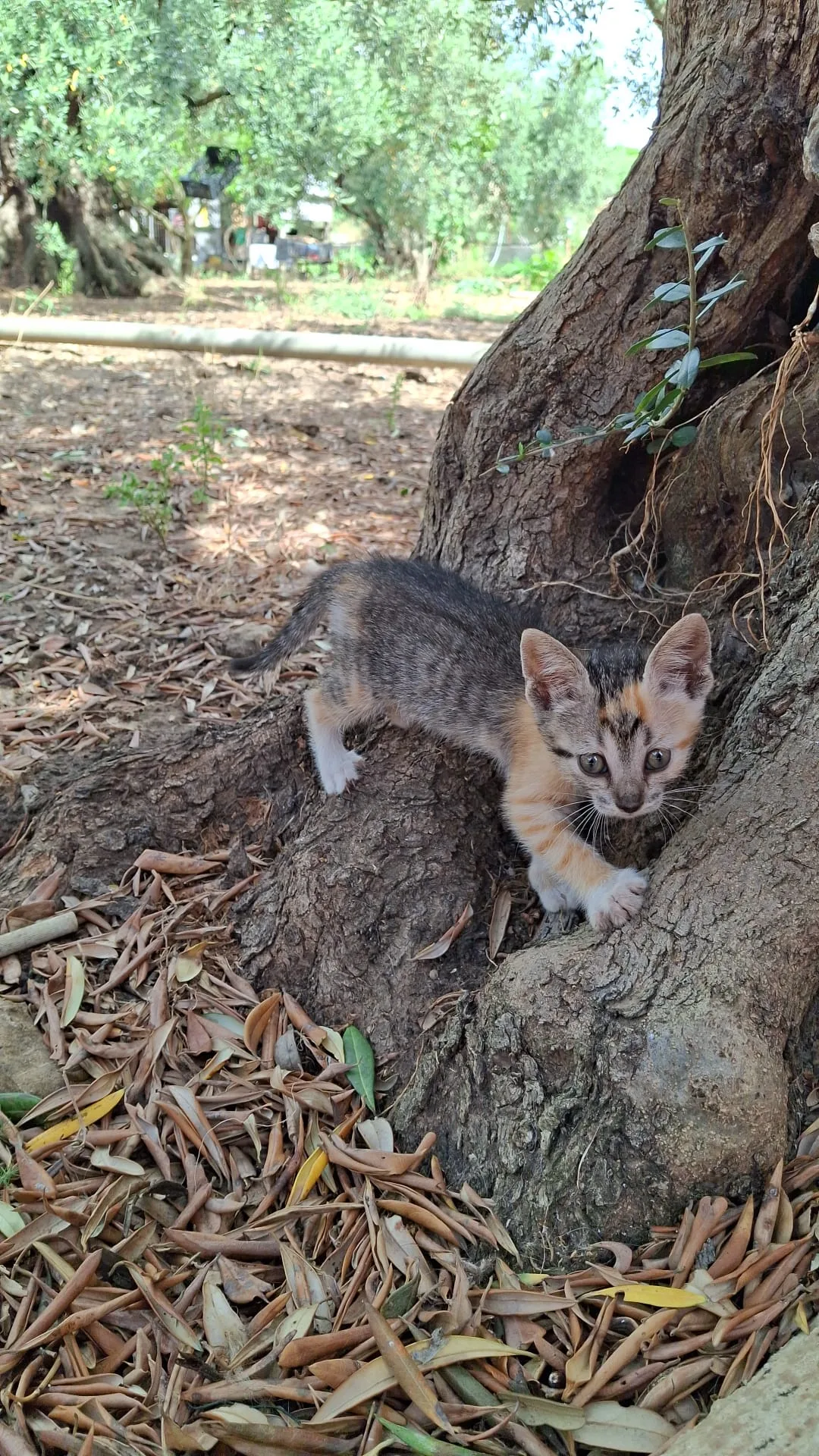 Maya, gatto Europeo in adozione a Trapani - foto 4