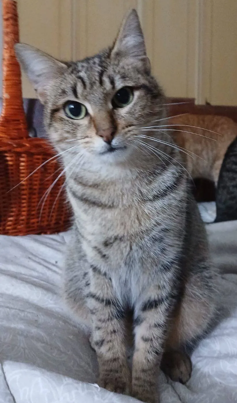 Brando, gatto in adozione a Latina - foto 4