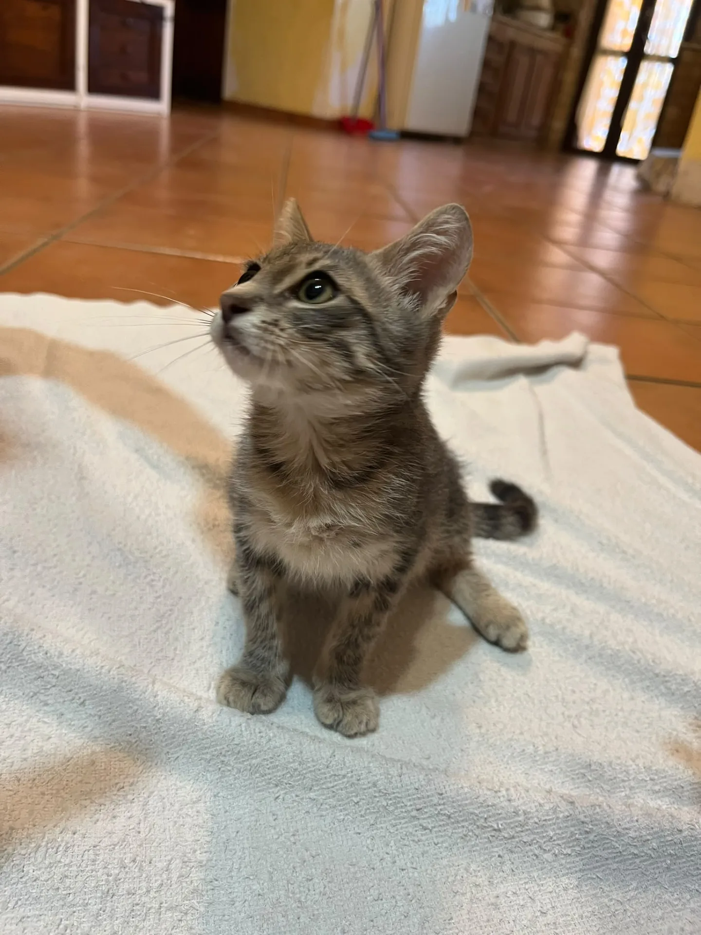 Mina, gatto Europea in adozione a Roma - foto 2