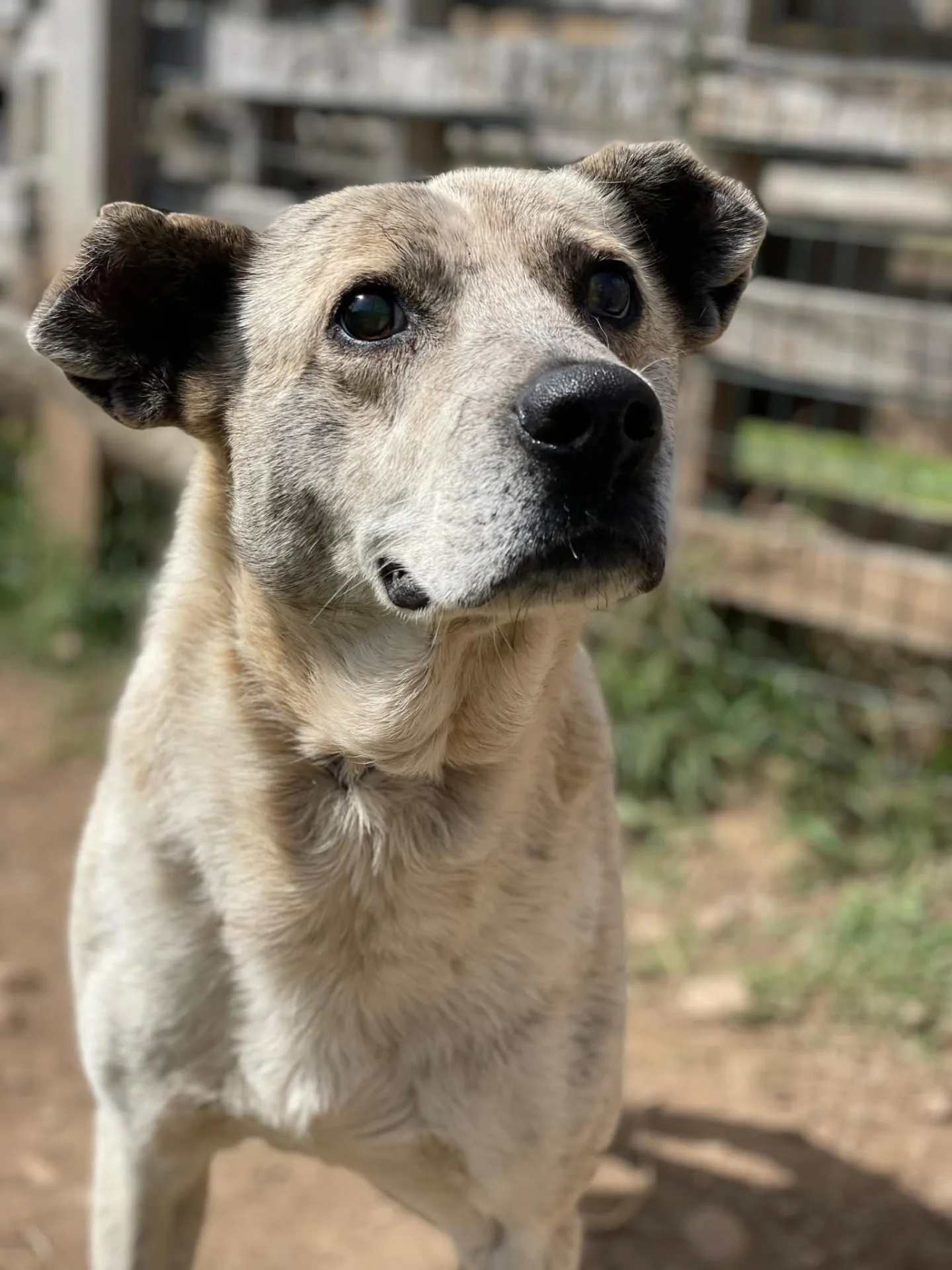 Jakkone, cane Meticcio in adozione a Milano - foto 5