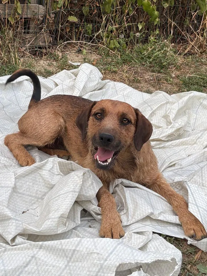 Oliver, cane Meticcio incrocio spinoncino in adozione a Padova - foto 2
