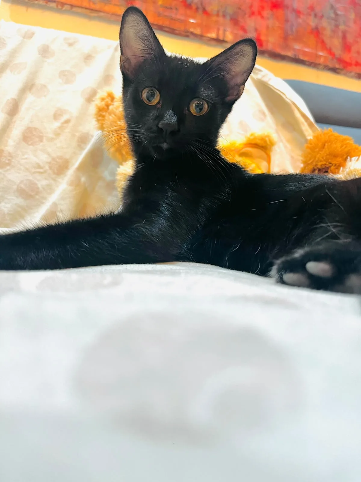 Salem, gatto Europeo in adozione a Crotone - foto 3