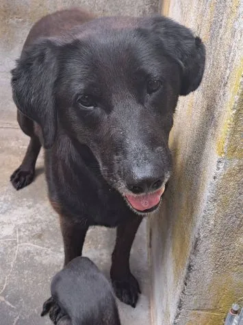 Ciccia, cane meticcia in adozione a Roma - foto 1