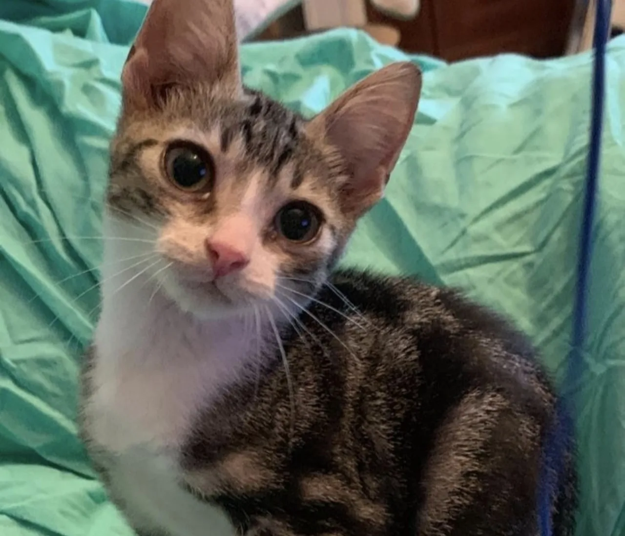 Artù, gatto Europeo adottato a Latina
