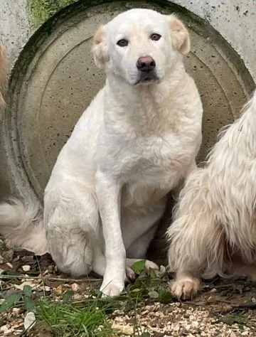 Kira, cane meticcio in adozione a Frosinone - foto 1