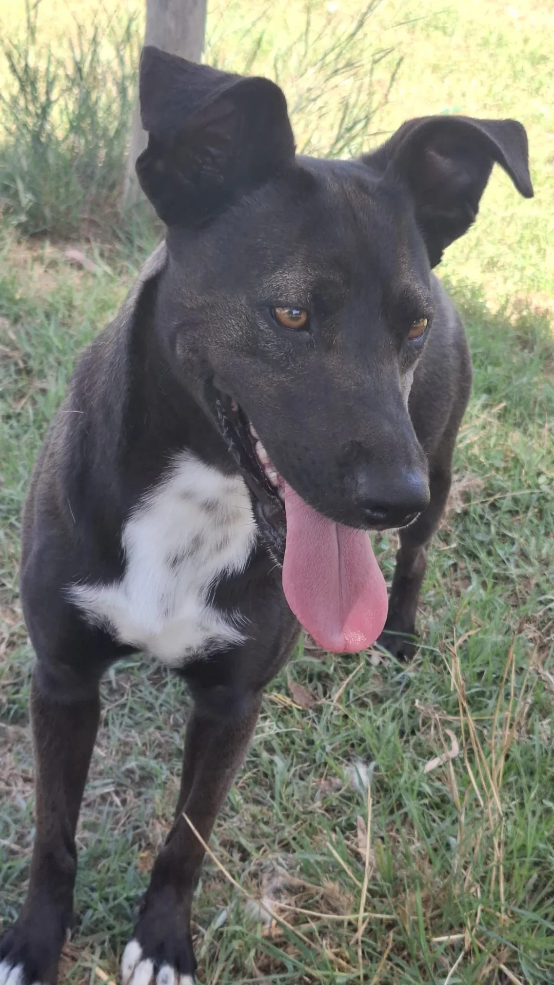 Foto 3 di Licia, cane Meticcia in adozione