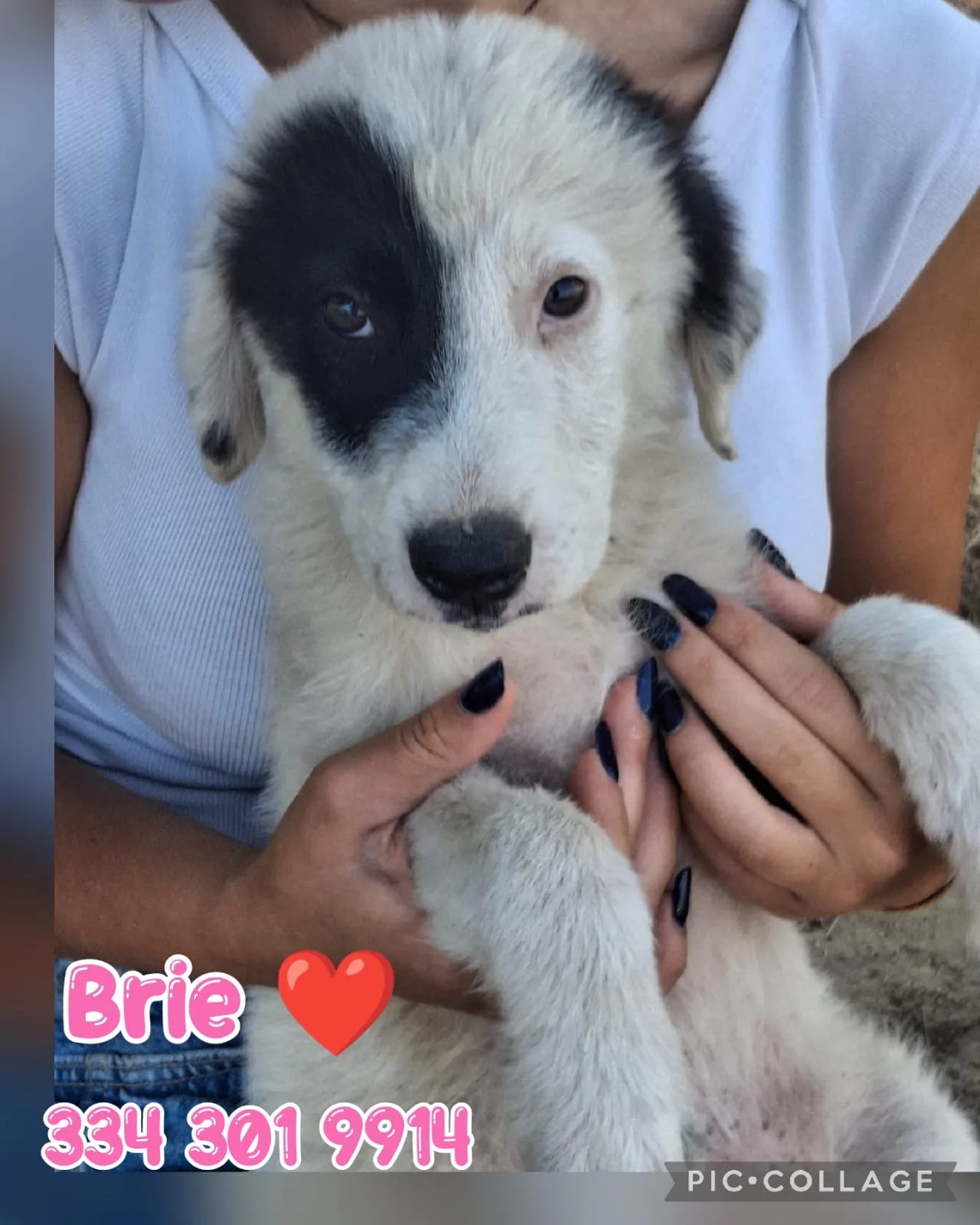 Brie, cane Meticcio in adozione a Crotone - foto 1