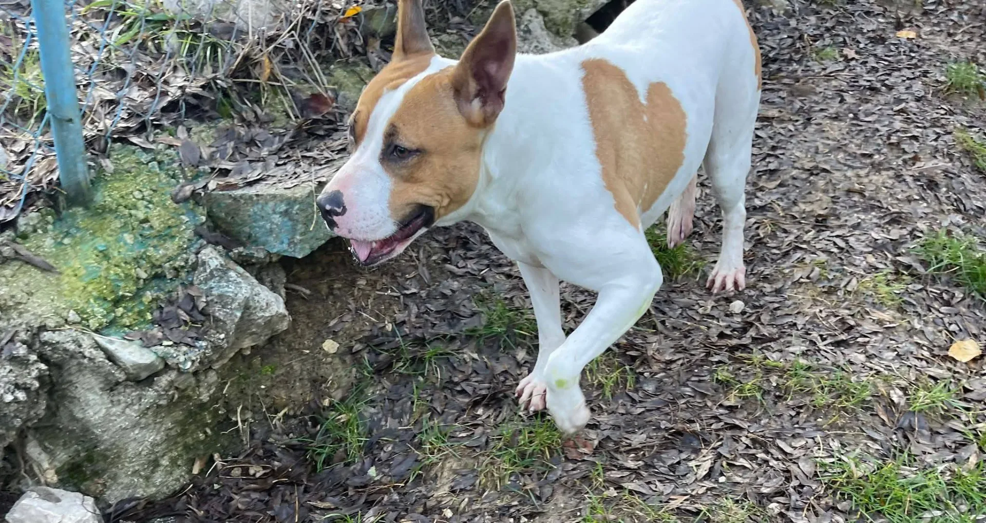 Cuore, cane meticcio in adozione a Latina - foto 4