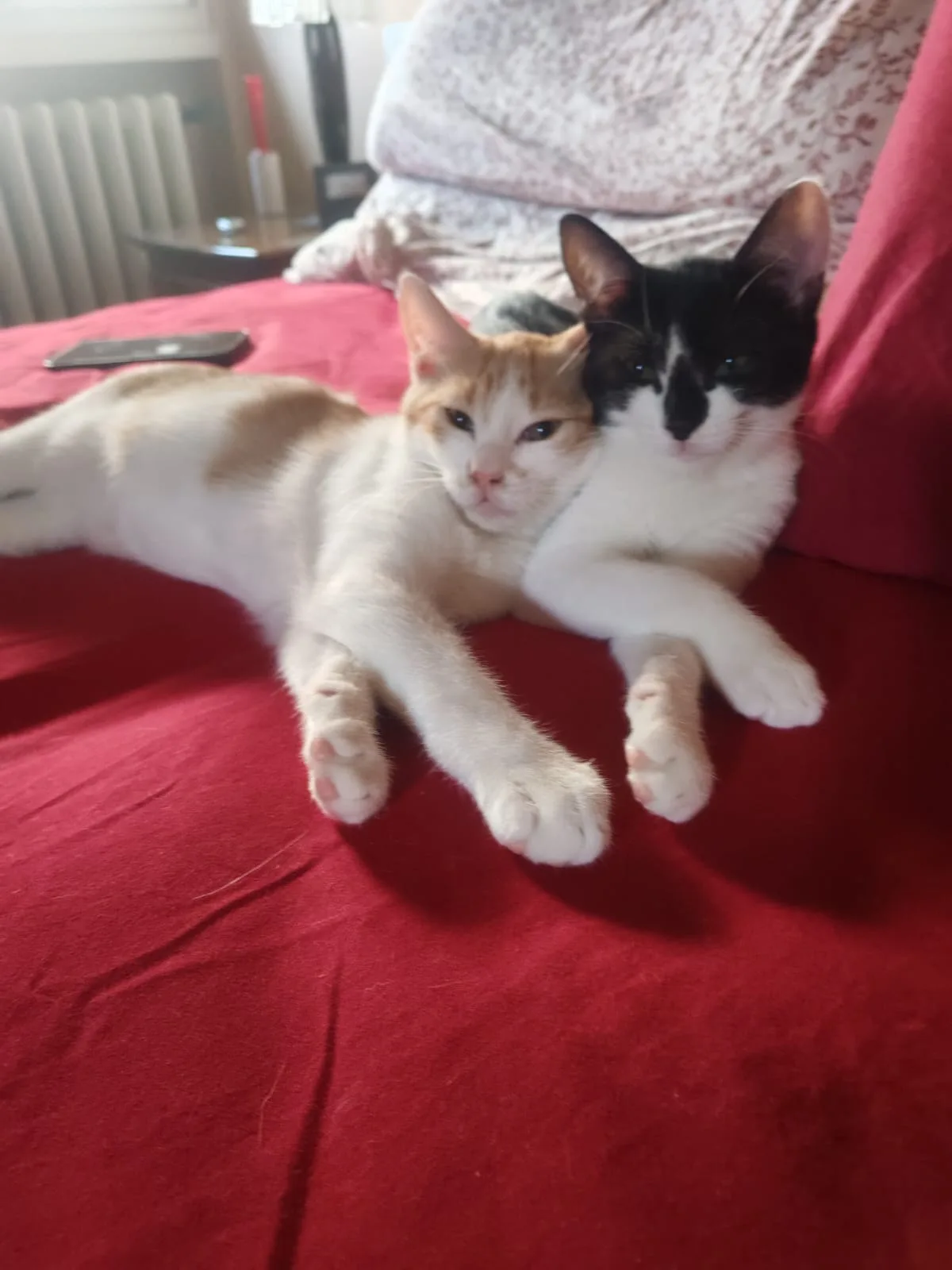Miele e Cannella, gatto Europeo in adozione a Milano