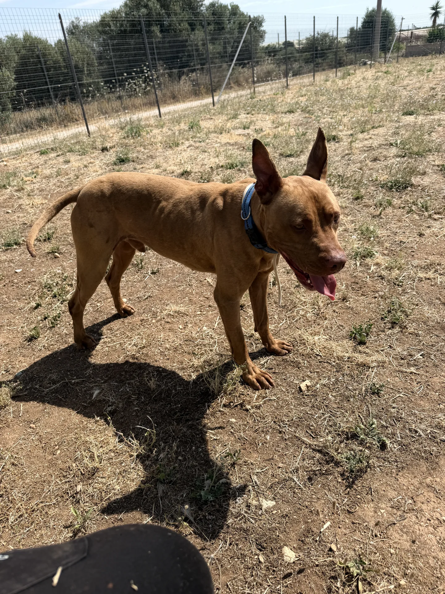 Losko, cane Pitbull in adozione a Bari - foto 3