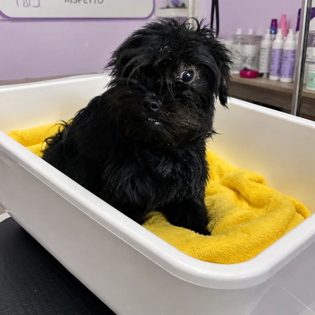 Sophia, cane meticcio in adozione a Avellino - foto 1
