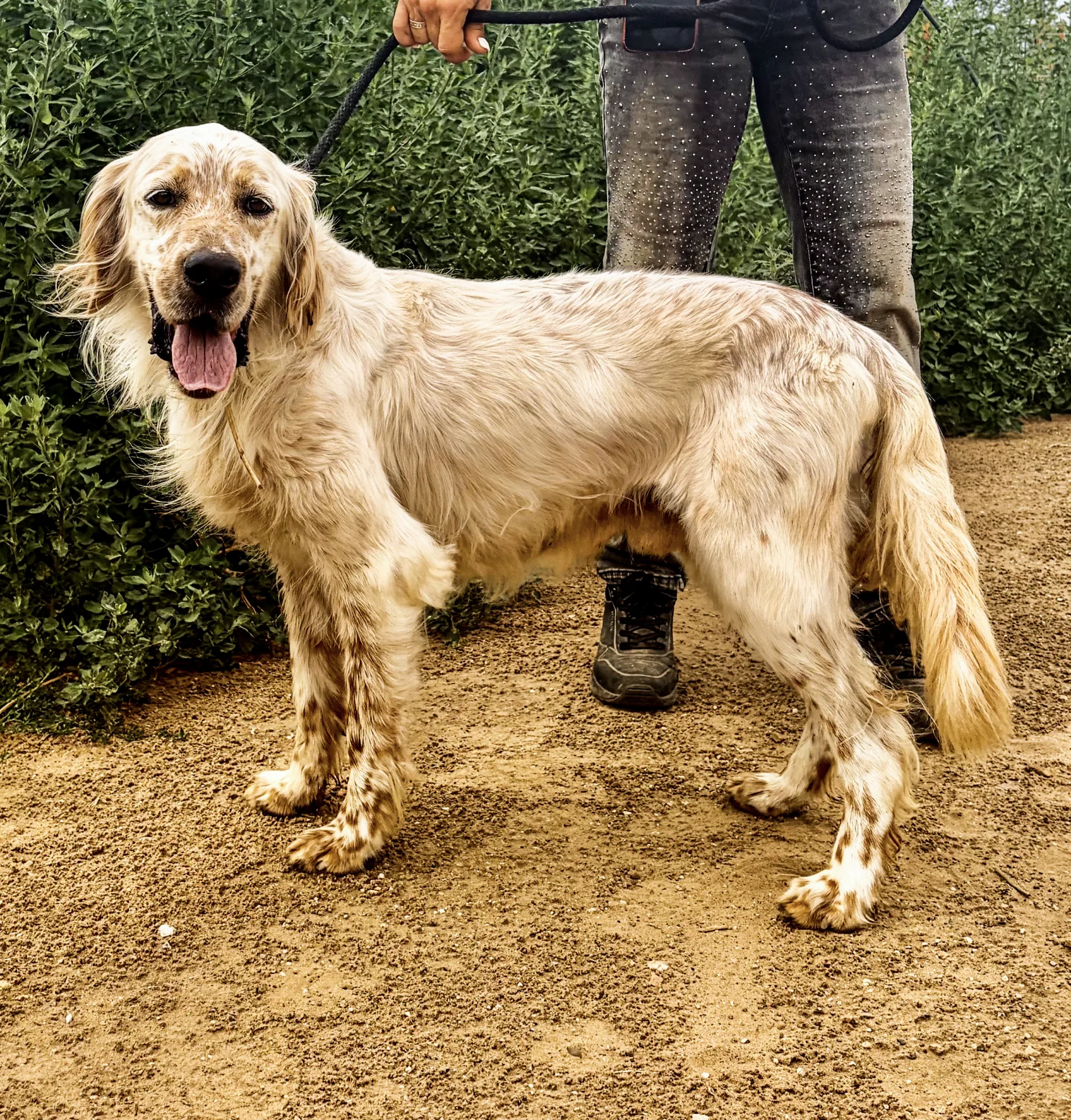 Lord, cane Setter in adozione a Roma - foto 1