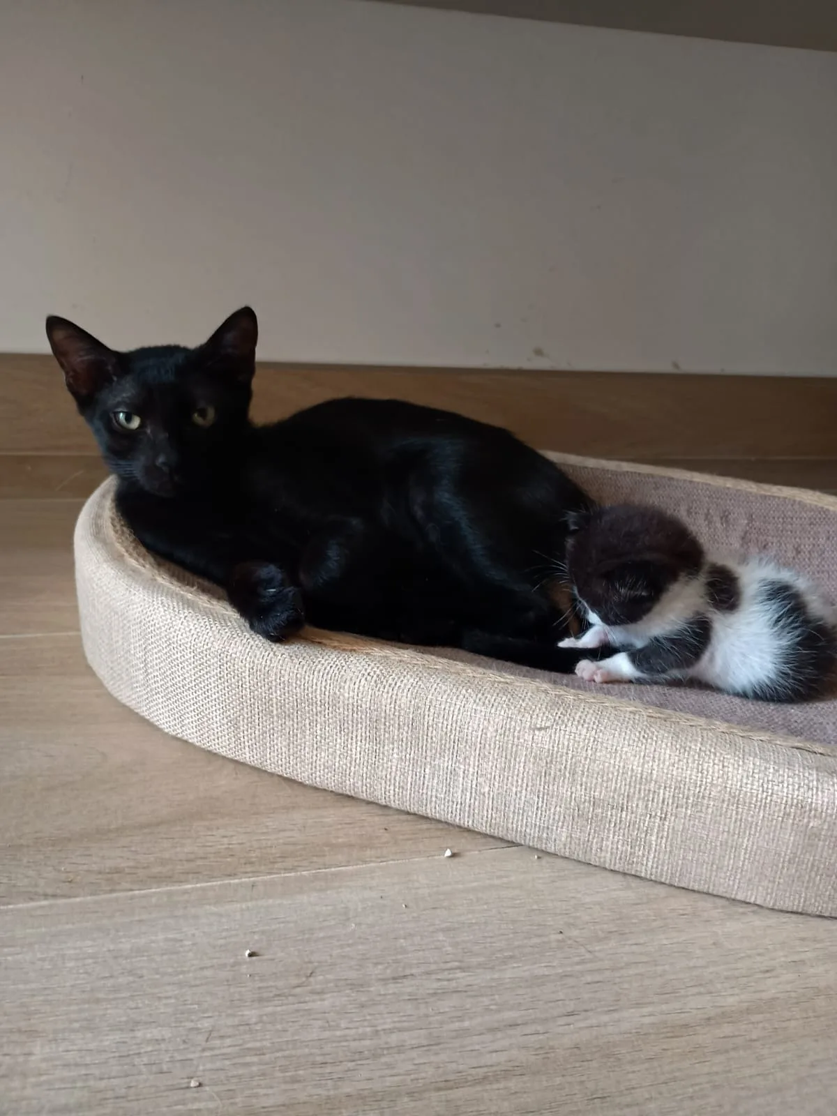 Bruce, gatto Europeo in adozione a Napoli - foto 3
