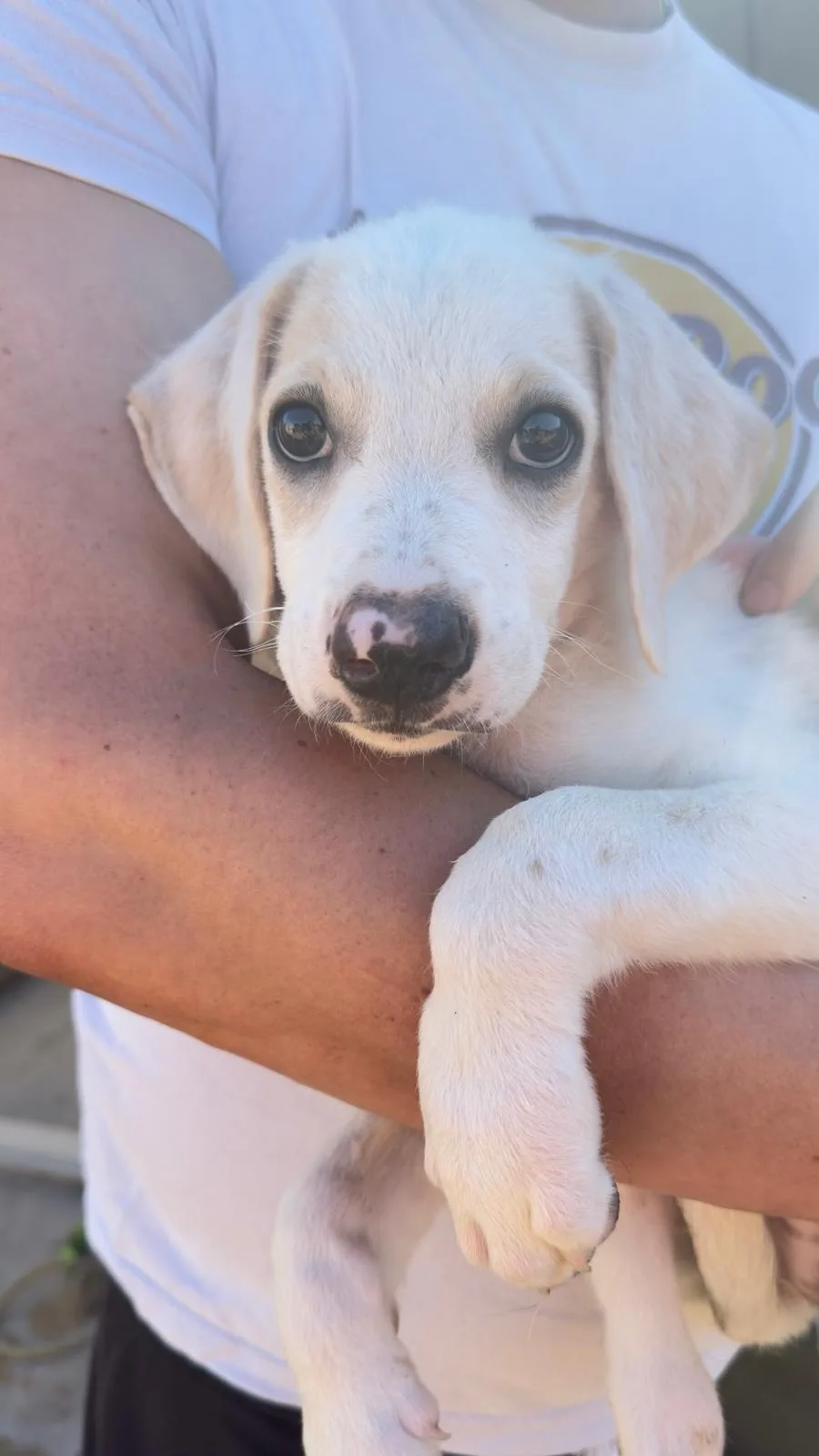 Fiocco, cane in adozione a Trapani - foto 5