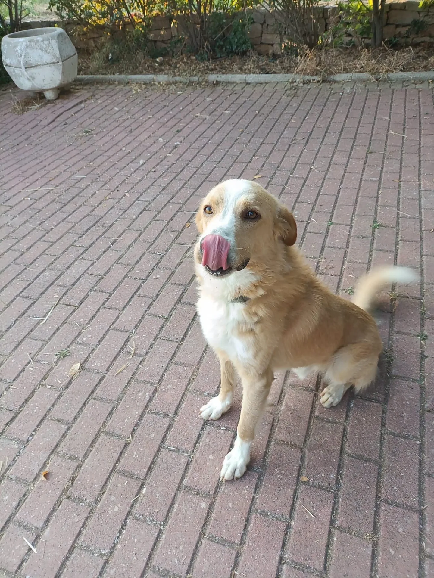 Bignè, cane Simil golden in adozione a Bari