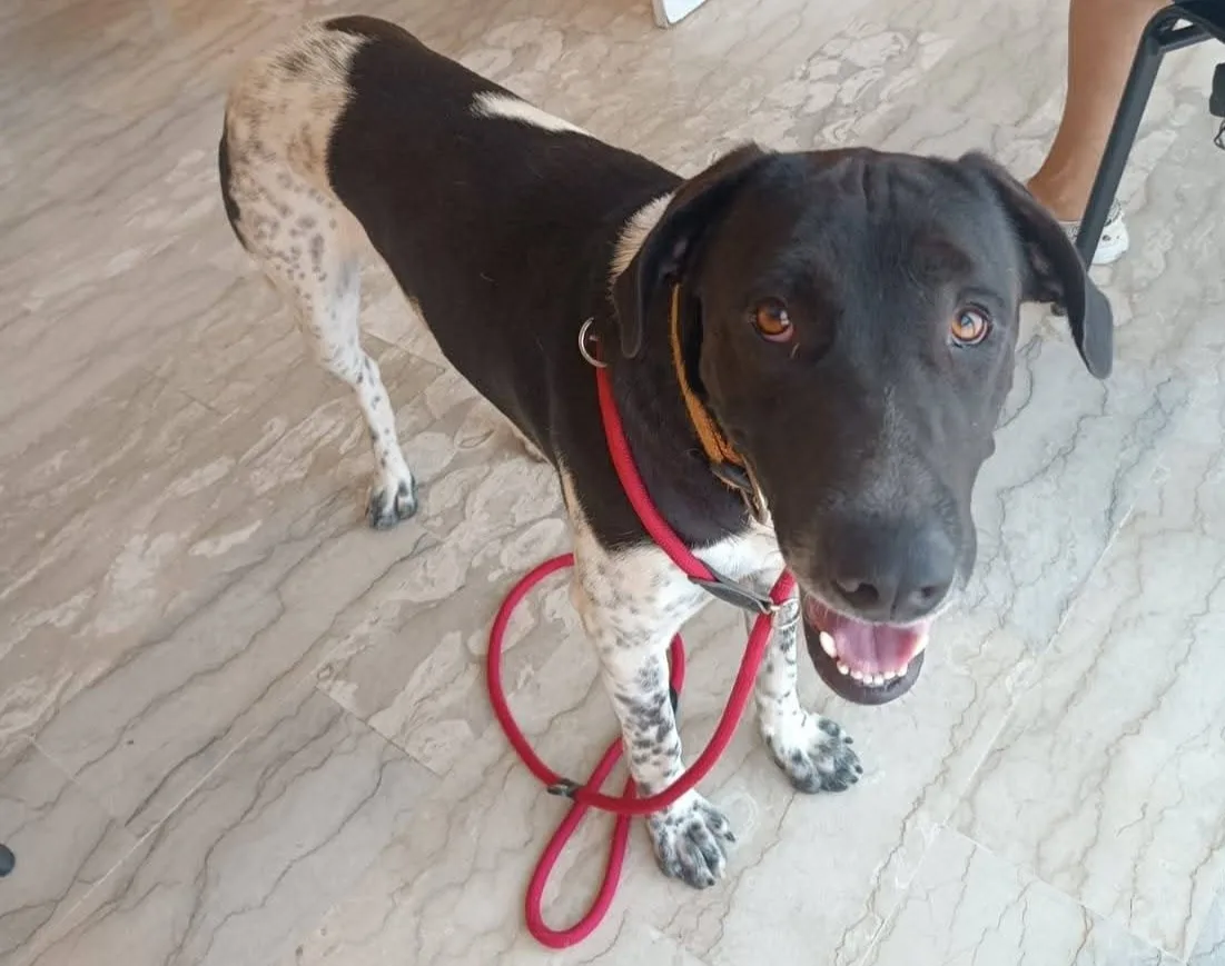 Woody, cane meticcio in adozione a Latina - foto 3