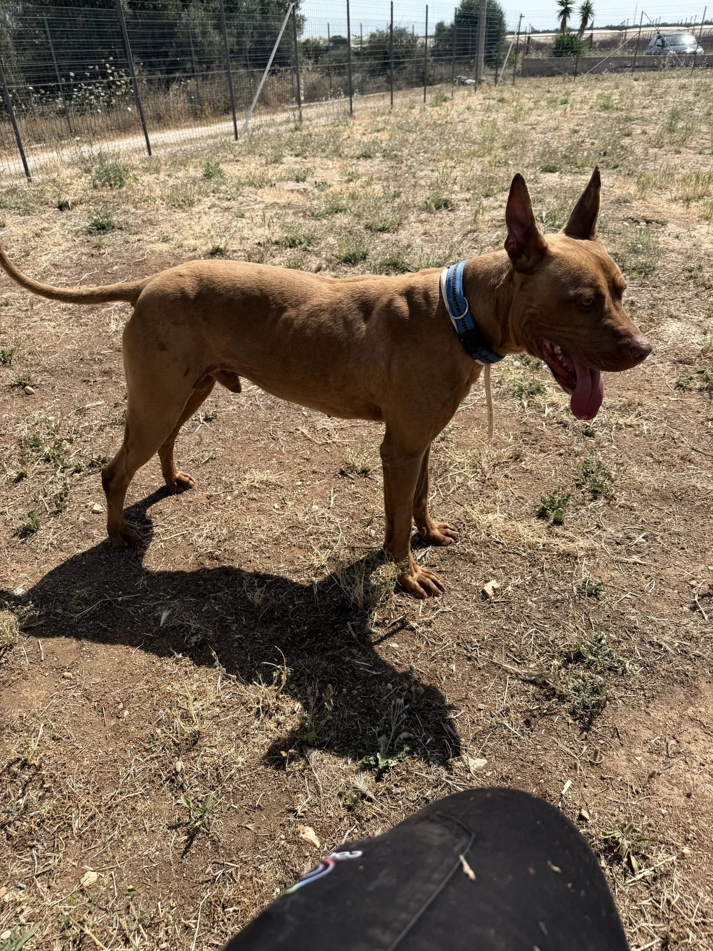 Losko, cane Pitbull in adozione a Bari - foto 4