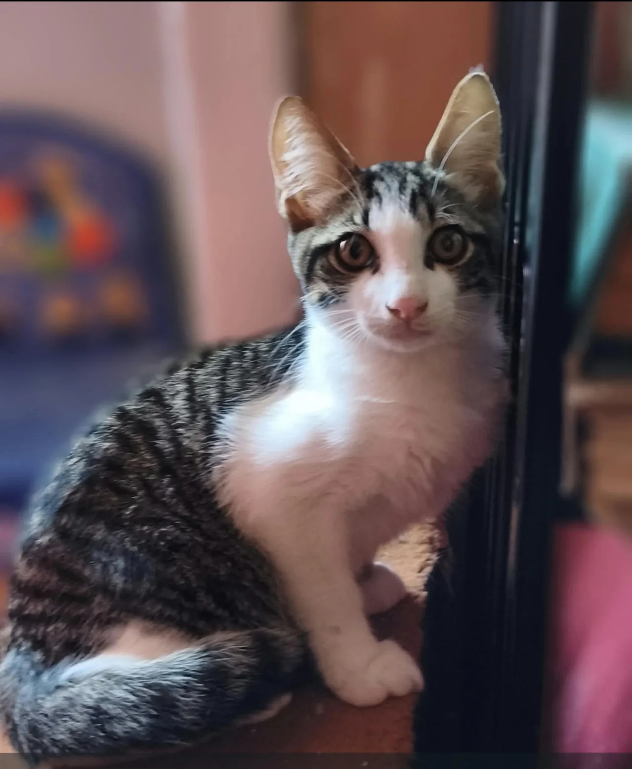 Biscotto, gatto Europeo in adozione a Latina