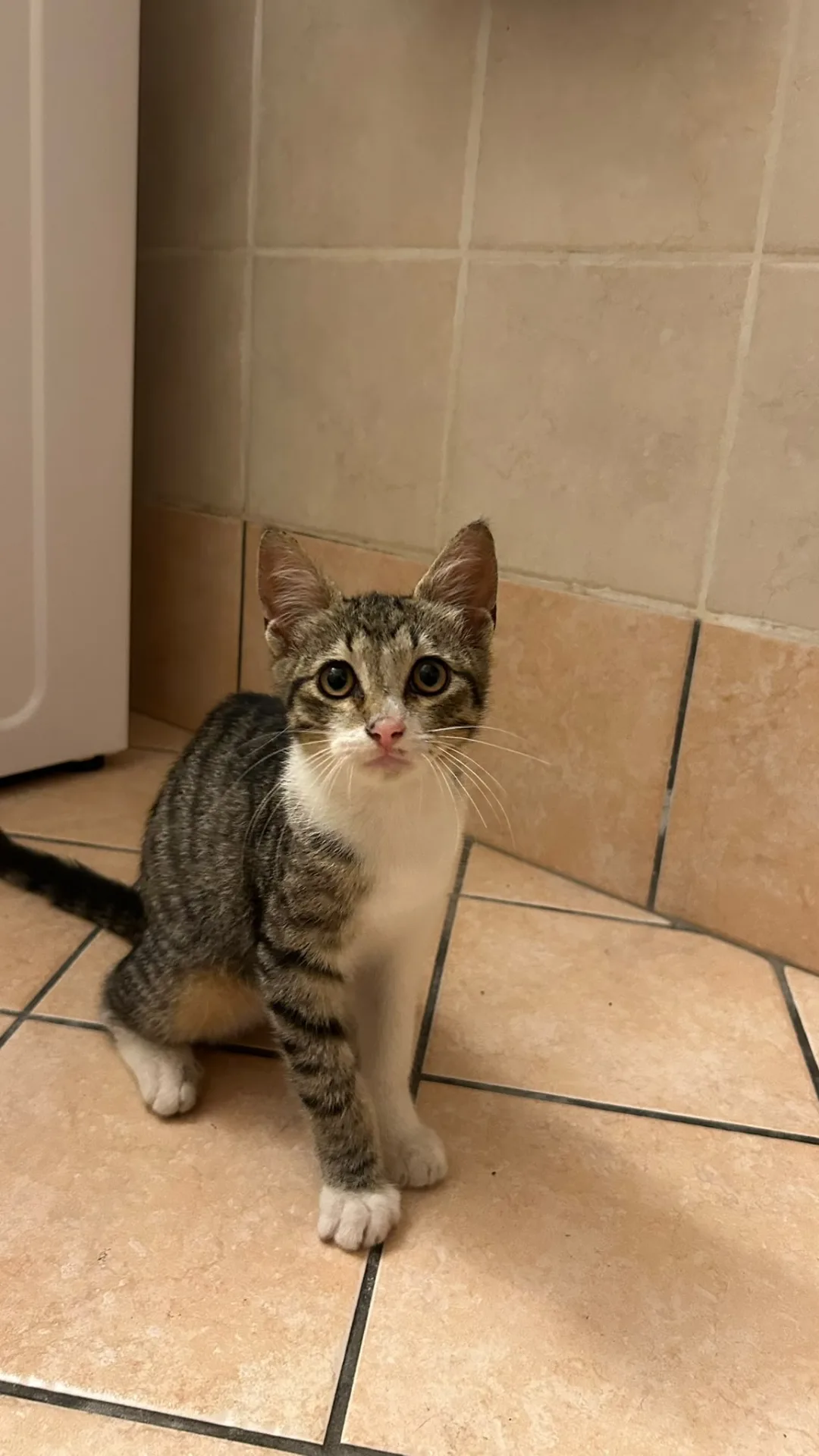 Atena, gatto in adozione a Salerno - foto 1